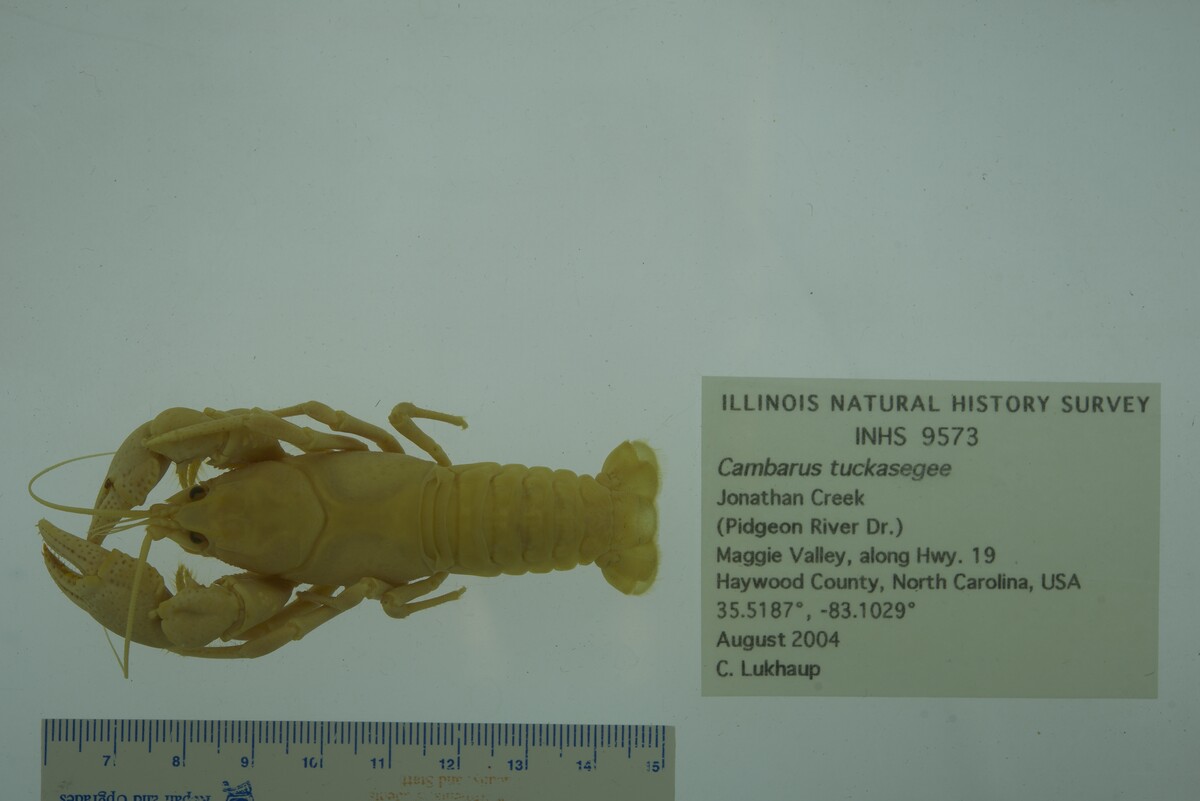 Cambarus tuckasegee image